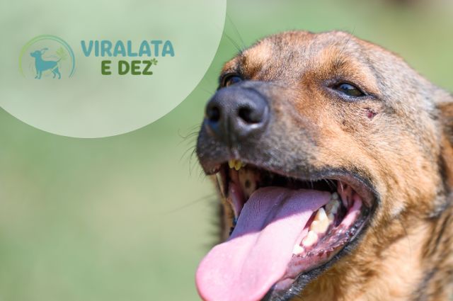 Olá, Mundo! Seja bem-vindo ao Vira-Lata é Dez