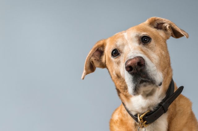 vira lata é dez vira lata é dez